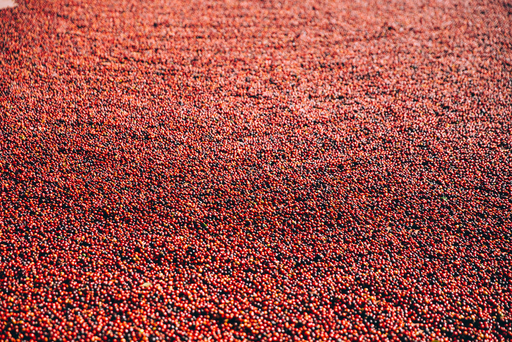Secado del Fruto